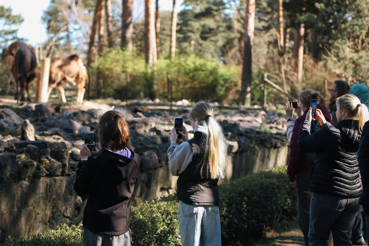 Zoo_Kamieli.jpg